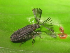 Callirhipidae