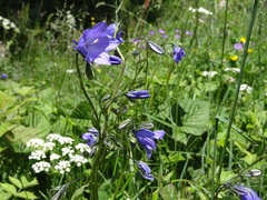 Campanula rhomboidalis