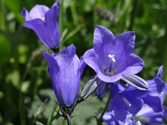 Campanula rhomboidalis