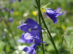 Campanula rhomboidalis