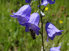 Campanula rhomboidalis