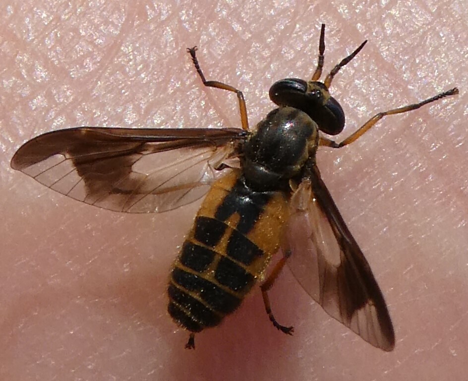 Chrysops indus