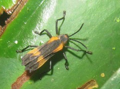 Sceloenopla