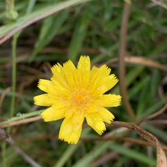 Picris hieracioides morrisonensis