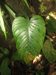 Philodendron ernestii