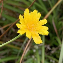 Picris hieracioides morrisonensis