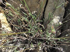 Campanula daghestanica