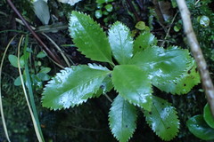Ascarina lucida lucida