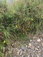 Picris hieracioides morrisonensis