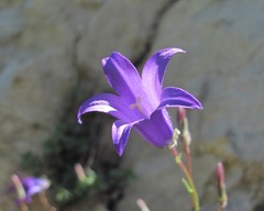 Campanula daghestanica