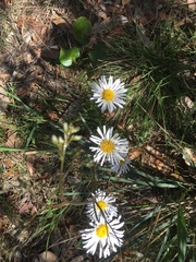 Allittia cardiocarpa