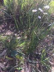 Allittia cardiocarpa