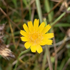 Picris hieracioides morrisonensis
