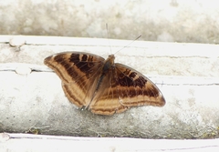Auzakia danava