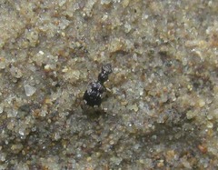 Lachnophorus
