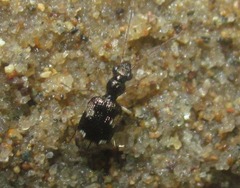 Lachnophorus