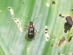 Paratriarius