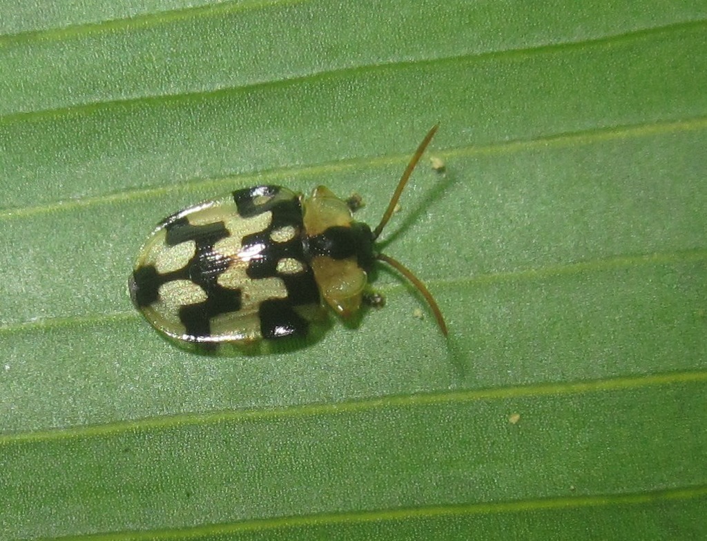 Aslamidium formosum