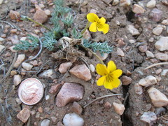 Viola douglasii