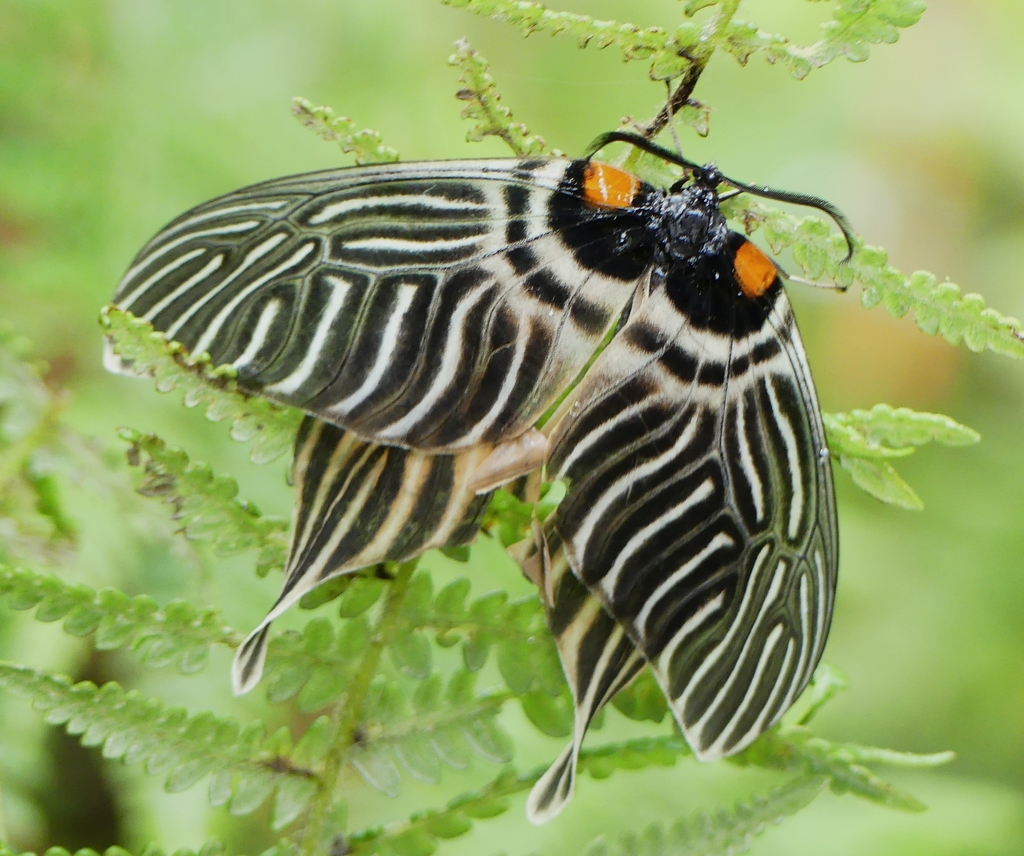 Apatani glory