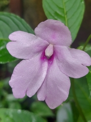Impatiens pulcherrima