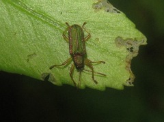 Pseudispa