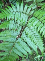 Diplazium taiwanense
