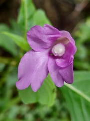 Impatiens pulcherrima