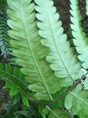 Diplazium taiwanense