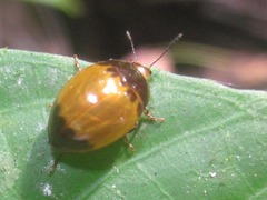 Iphiclus laetus