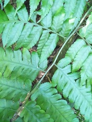 Diplazium taiwanense