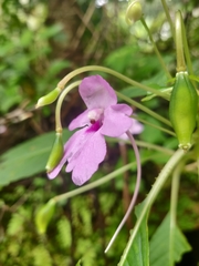 Impatiens pulcherrima