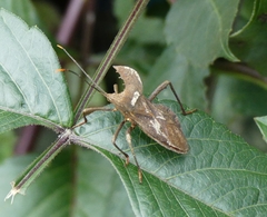 Molipteryx hardwickii