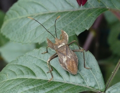 Molipteryx hardwickii