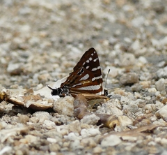 Dodona adonira