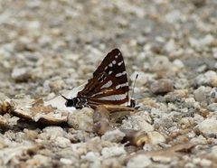 Dodona adonira