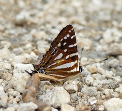 Dodona adonira