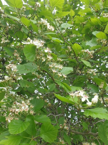 Canadian Hawthorn (Crataegus canadensis)