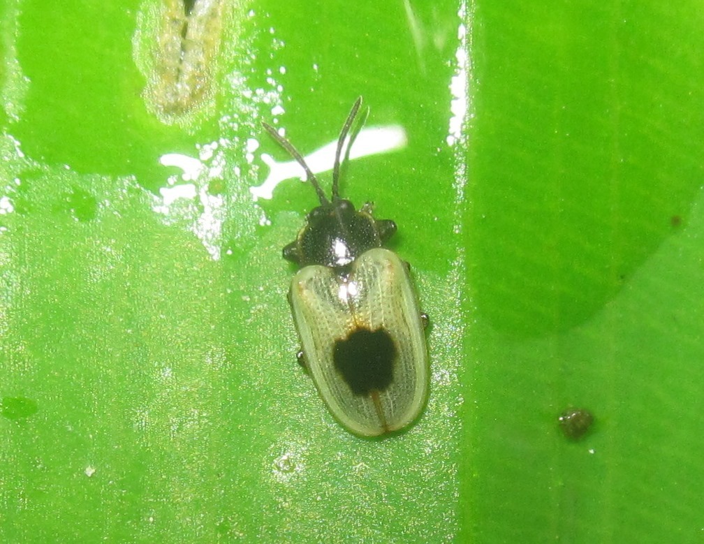 Cephaloleia uniguttata
