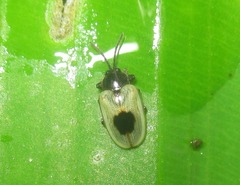 Cephaloleia uniguttata