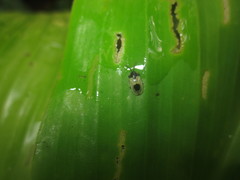 Cephaloleia uniguttata