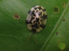 Aslamidium ecuadoricum