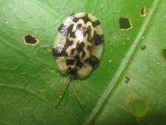 Aslamidium ecuadoricum