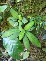 Staurogyne concinnula
