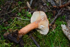 Lactarius lacunarum