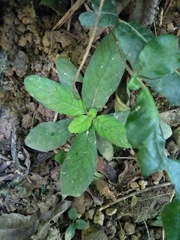 Staurogyne concinnula