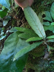 Staurogyne concinnula