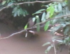 Phaethornis malaris