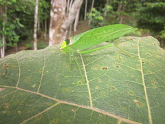 Stilpnochlora incisa