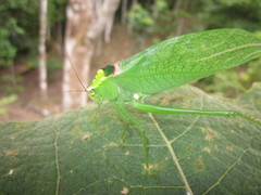 Stilpnochlora incisa